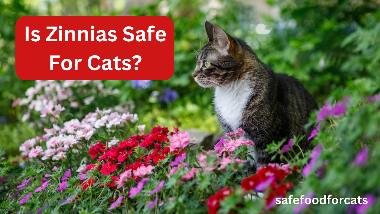 Is Zinnias Safe For Cats