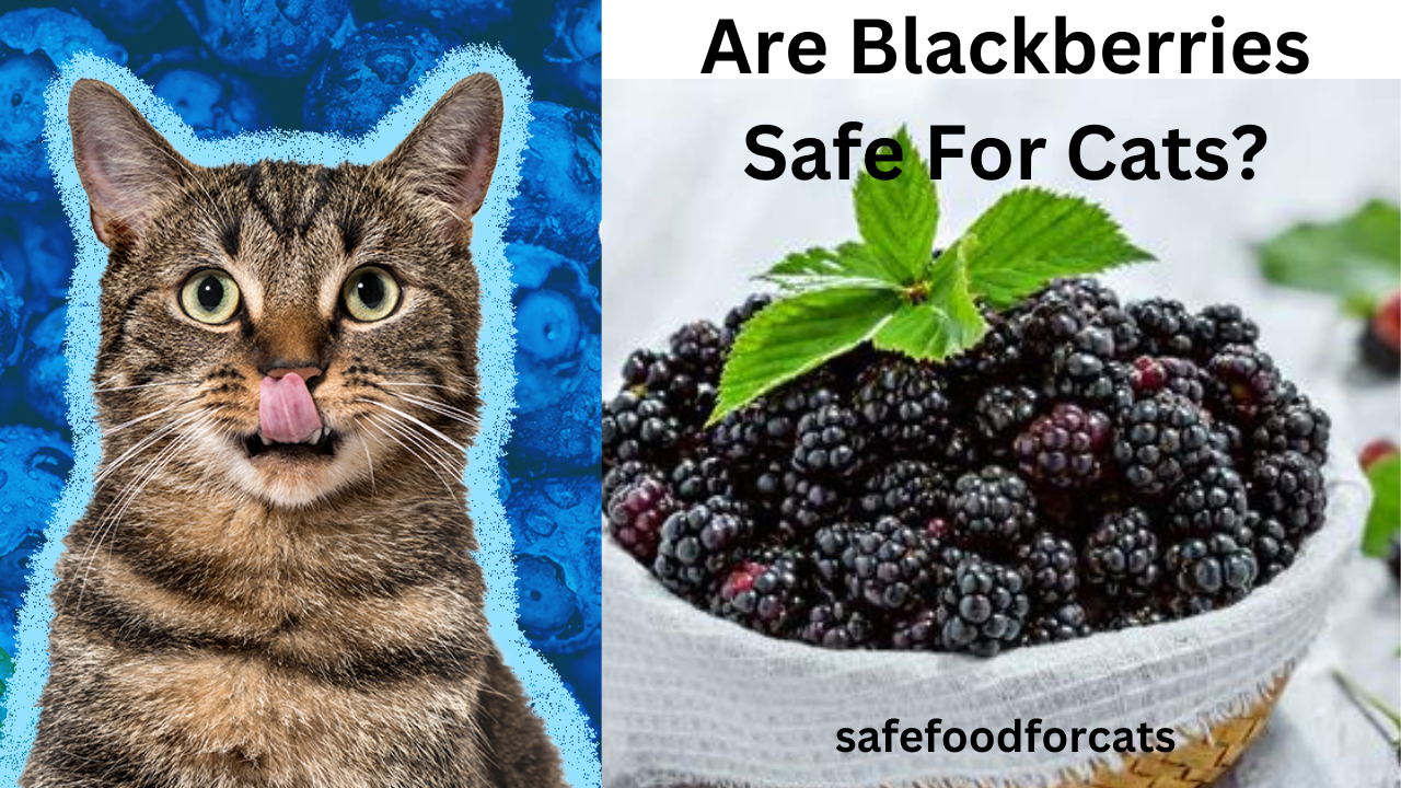 Are Blackberries Safe For Cats?