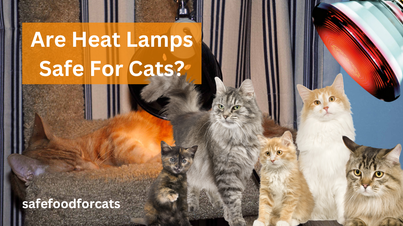 Are Heat Lamps Safe For Cats