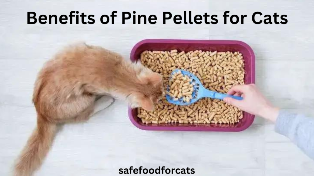 Are Pine Pellets Safe For Cats