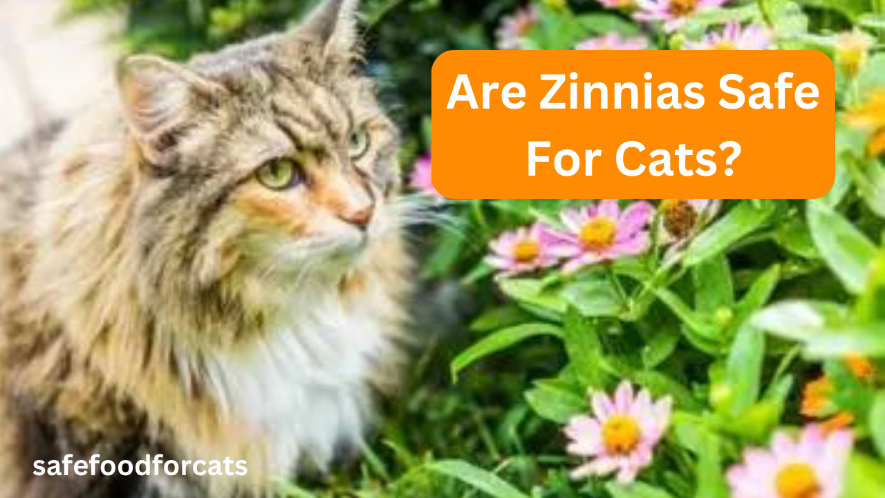 Are Zinnias Safe For Cats?