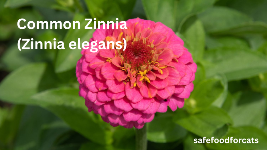 Is Zinnias Safe For Cats