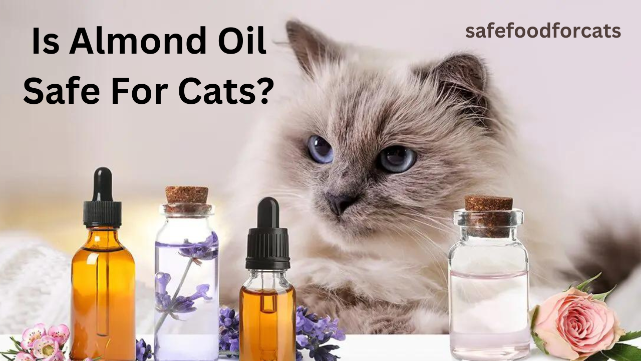 Is Almond Oil Safe For Cats?