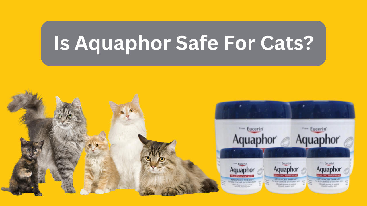 Is Aquaphor Safe For Cats