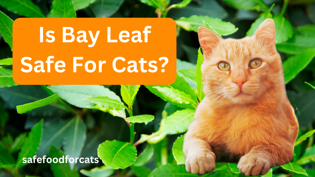 Is Bay Leaf Safe For Cats?