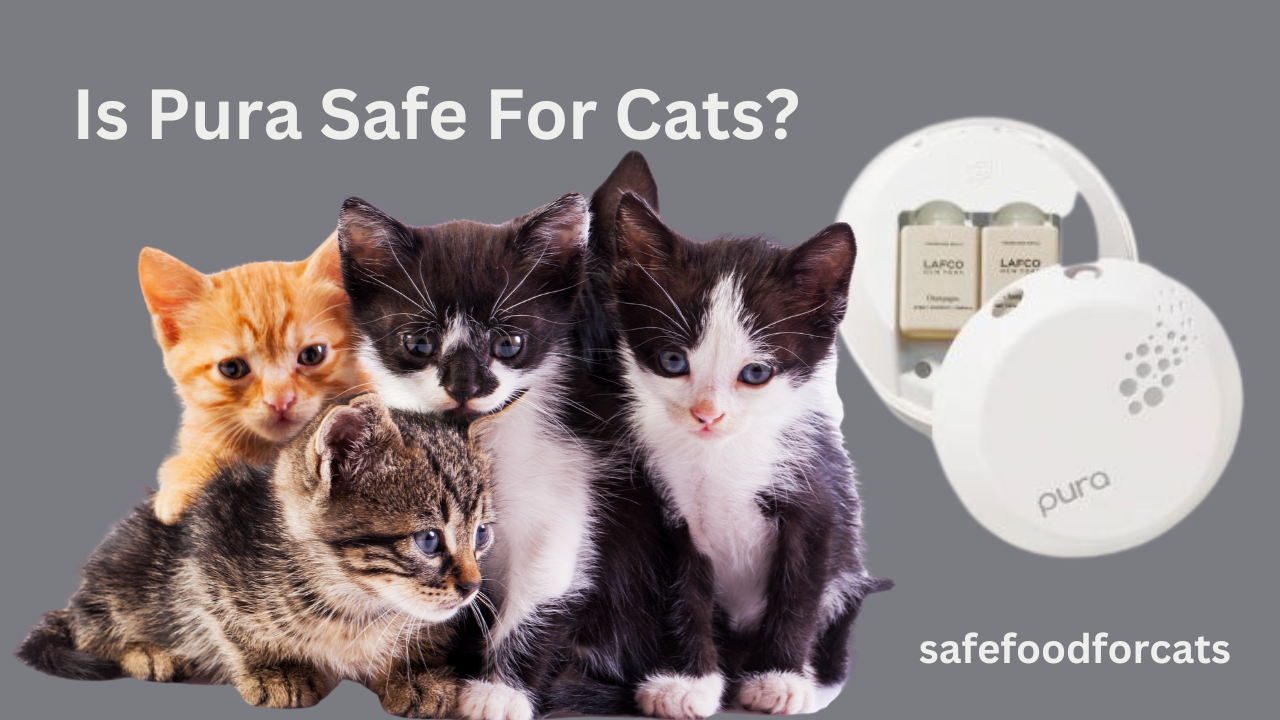 Is Pura Safe For Cats?