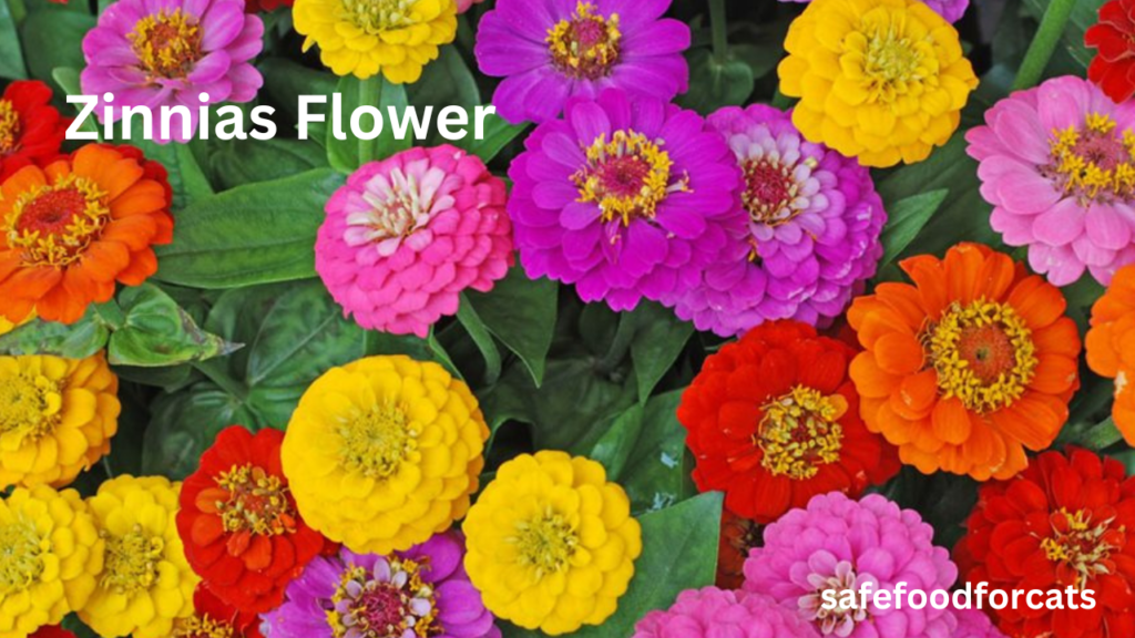 Is Zinnias Safe For Cats
