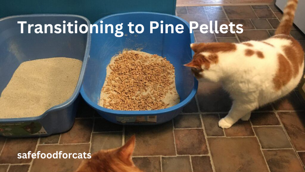 Are Pine Pellets Safe For Cats