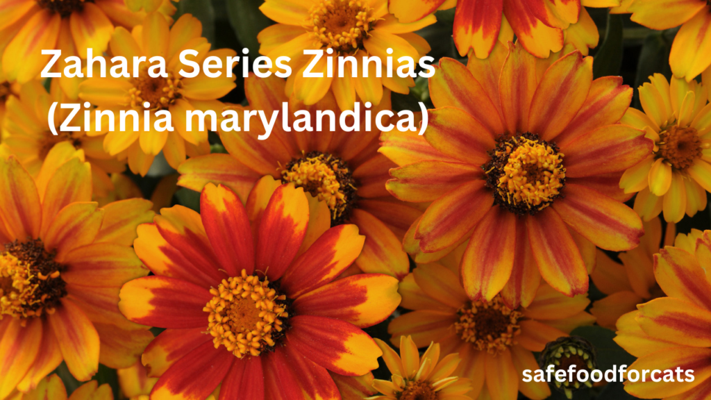 Is Zinnias Safe For Cats