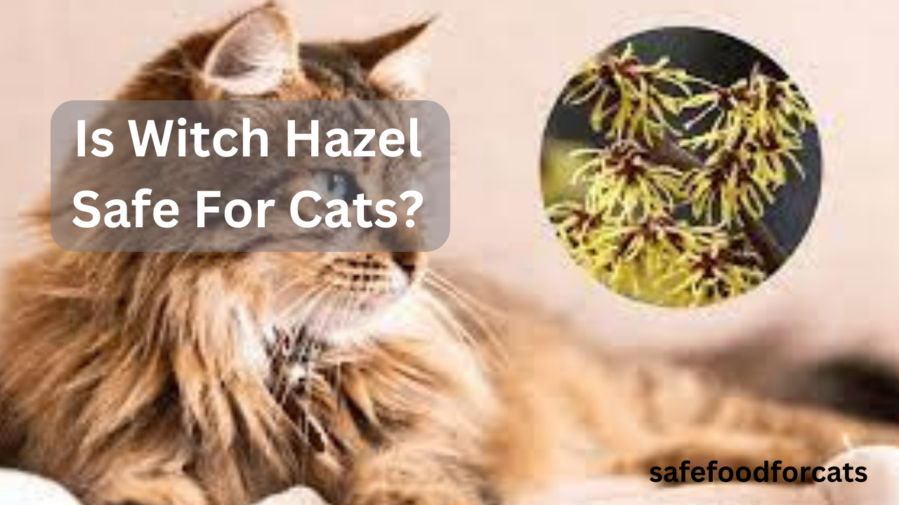 Is Witch Hazel Safe For Cats?