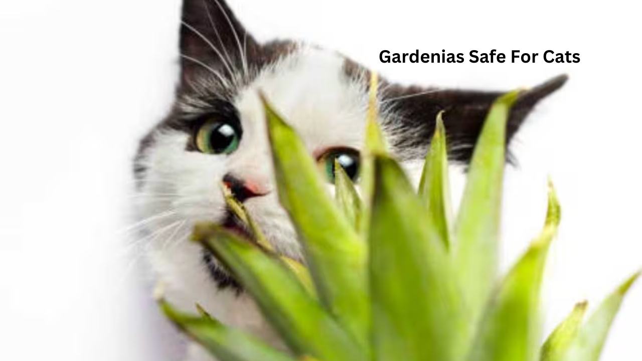 Gardenias Safe For Cats