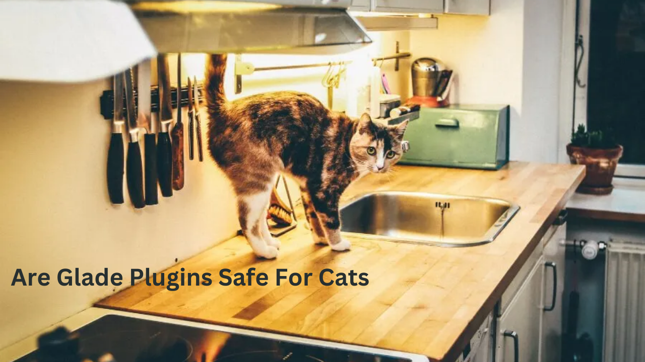 Are Glade Plugins Safe For Cats