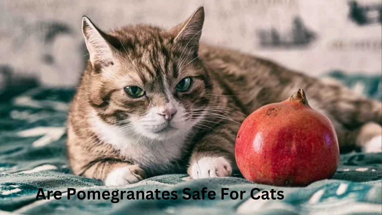 Are Pomegranates Safe For Cats