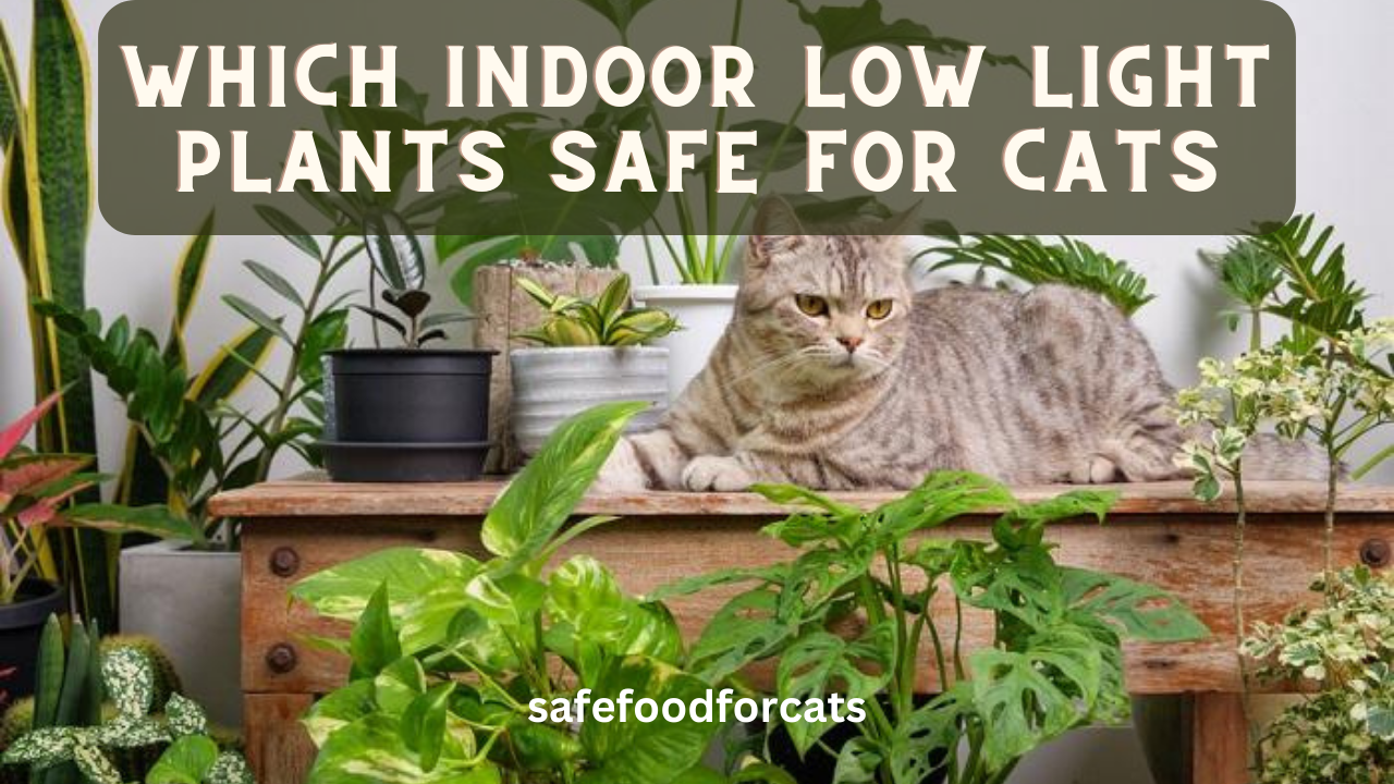 Which Indoor Low Light Plants Safe For Cats