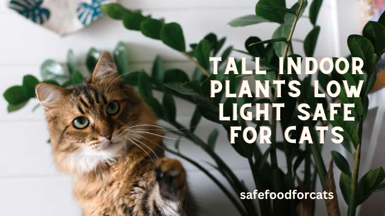 Tall Indoor Plants Low Light Safe For Cats